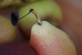 still life of a pear