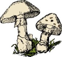 drawn two mushroom