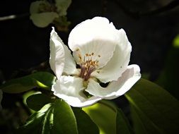 closeup picture of White apple flower blossomes on the tree