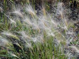 white grass meadow