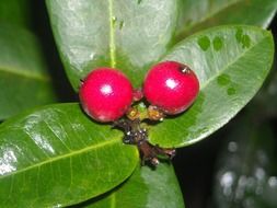 Red ripe ashoka fruits