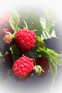 Harvest of the raspberry in the garden