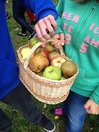 basket of apples in the hands of a child