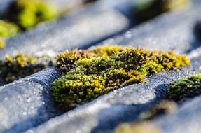 moss on the roof