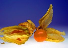 Physalis fruits at blue background