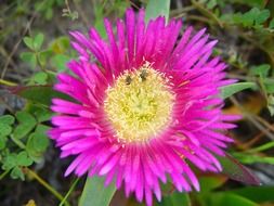 purple fluffy flower