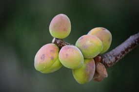 green apricots close-up on blurred background