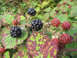 forest blackberry in the leaves