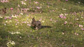 squirrel on a flowering meadow