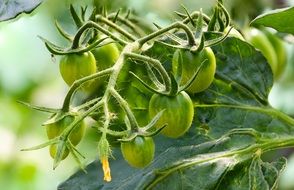 green tomatoes on a bush close-up