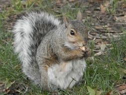 squirrel gnaws nuts in the park