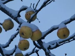 apples on a snowy tree in winter