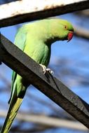 green parrot
