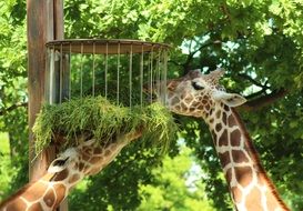 two giraffes chew grass from a feeding trough