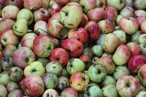 rotten apples