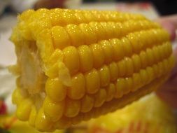 cooked corn