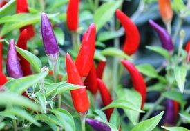 red and purple peppers on stalks