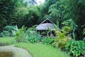 landscape of hut among tropical nature in a forest