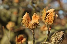 beech nuts on a branch