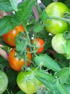 Green and red tomatoes in the garden close-up