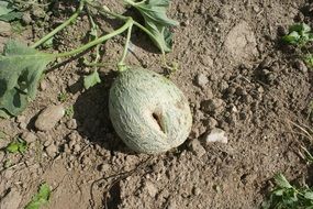 green melon in the garden