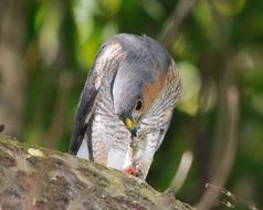 bird eats on a tree branch