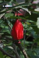 unusual red garden flower