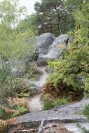 green forest in Fontainebleau