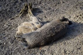 breastfeeding wild boar