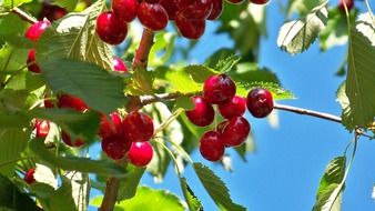 Red cherry on a tree branch with leaves