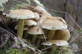 white mushrooms poisonous