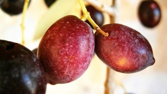 olives tree