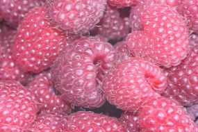 ripe large raspberries close up