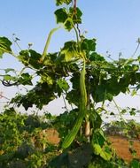 Mountain pumpkin in India