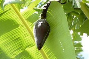 banana flower