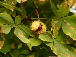 Chestnut on the tree with mottled leaves