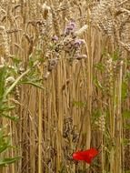 thistles and poppy on grain field