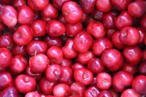 harvest of sweet cherries