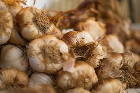 healthy organic garlic
