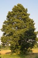 big tree on a sunny day