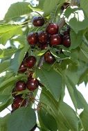 glossy deep red cherries on branch