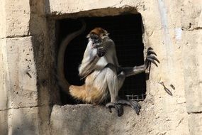 spider monkey eating