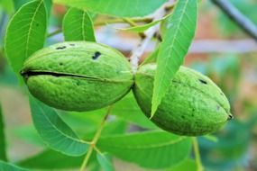 maturing pecan close-up on blurred background