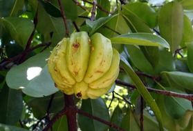 garcinia cambogia fruit on the tree