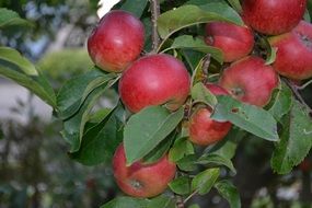 healthy apples on tree