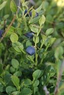 blueberry plant with ripe fruits