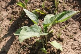 eggplant crop bio organic food