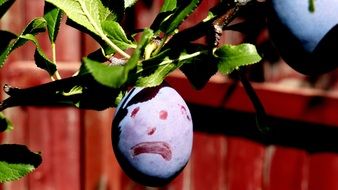 Plume on a branch with a painted emoticon