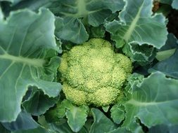 ripening cauliflower