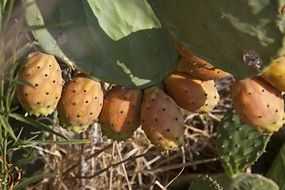 opuntia cacti with fruits
